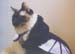 halloween2_allcats_bat