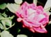 yard6_7141311-R2-017-7