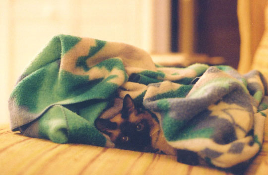allcats_blankethide