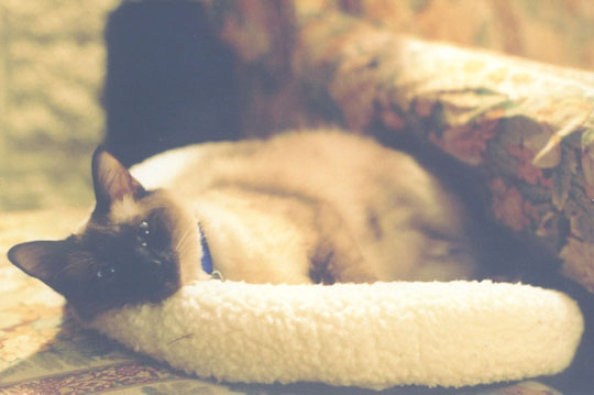 allcats_herbed