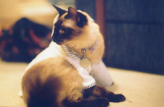 allcats_robe