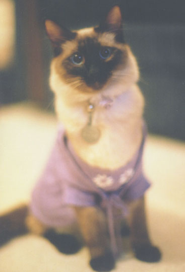 allcats_sweaterset