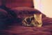 kitty_mybed