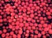 cranberries_close