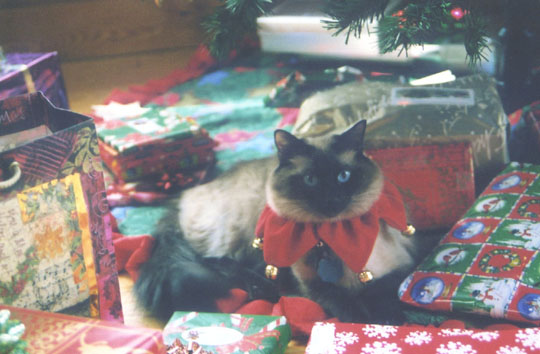 3-3_lake_kitten_tree