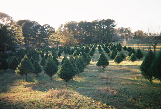 treefarm2_7141311-R1-037-17