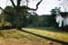 treefarm2_7141311-R1-033-15