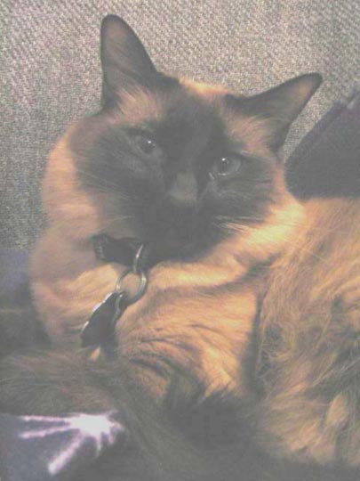 2_kitten