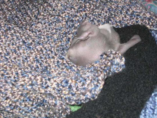4_sleeper_head