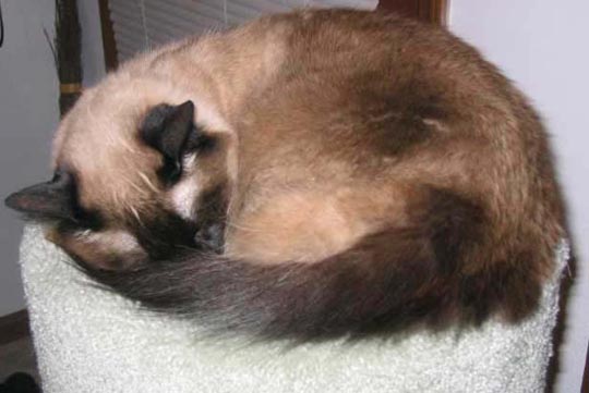 9-1_closeup_allcats