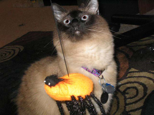 kitten_zombie
