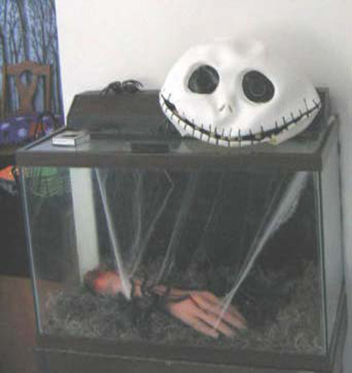 spider_terrorium