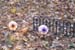 decor_frontyard_eyeballs