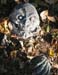 decor_zombieyard_4