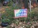 festive_political