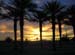 swsunset_palms