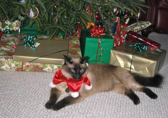 xmas_harris_017