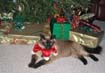 xmas_harris_017