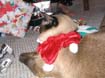 xmas_harris_020-1