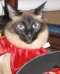 xmas_harris_045