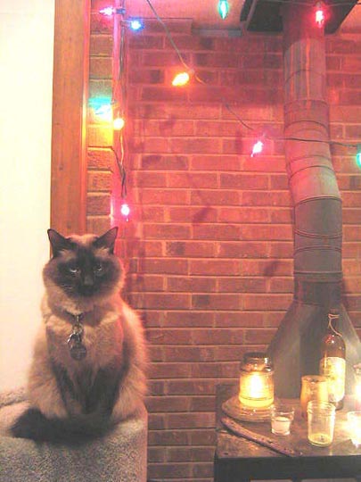 cat_001