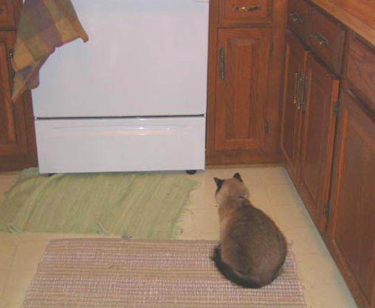 cat_010
