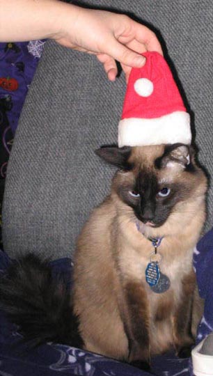 cat_012