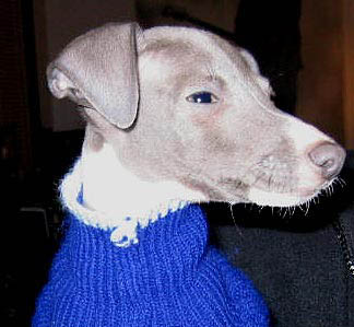 dog_001
