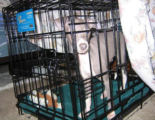 dog_007