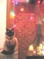 cat_001