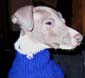 dog_001
