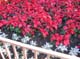 disney_mk125_199
