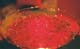 095casino006_gelmartini1203643-R2-
