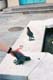 125frenchquarter003_pidgeon_1203643-R3-045-21