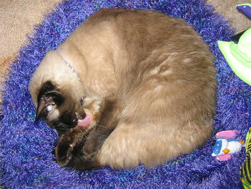006knit013IMG_2736