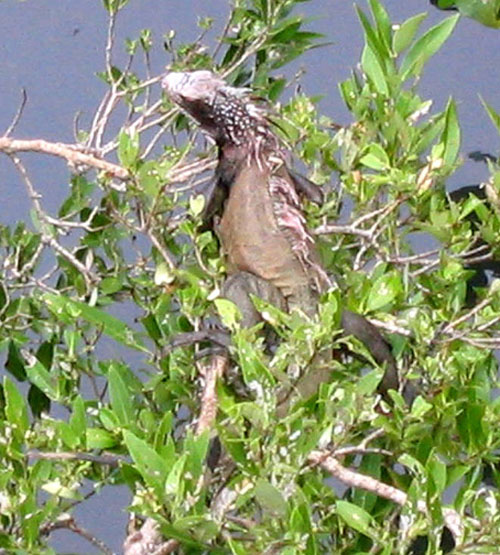 22_iguana2_swills_-025