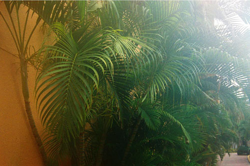 23_tropical_1184813-R10-001