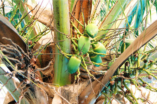 23_tropical_coconut_1184813