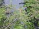22_iguana1_swills_-026