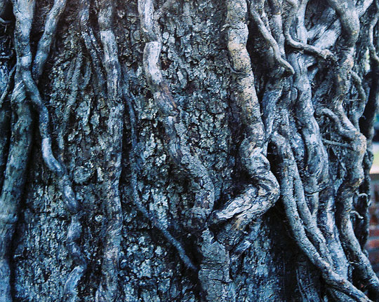 gnarlytree2