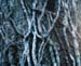 gnarlytree