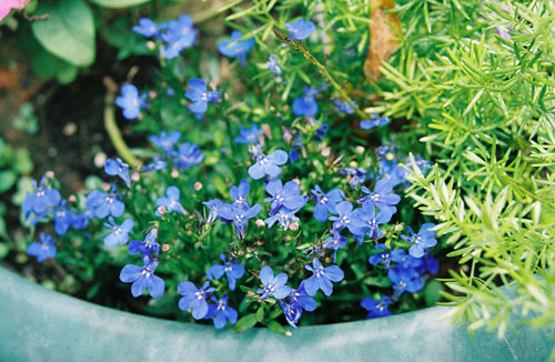 flowers_blue