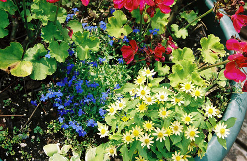 flowers_mixed
