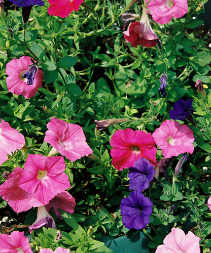 flowers_petunias