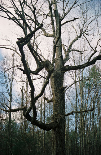 lake_dead_tree
