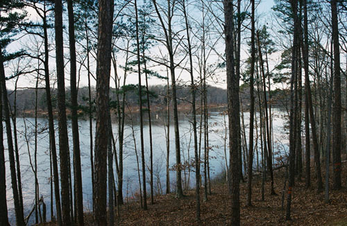lake_treeline2
