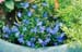 flowers_blue