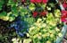 flowers_mixed