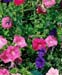 flowers_petunias