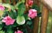 flowers_pink